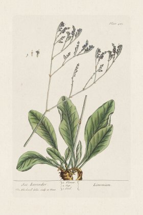 BEE 481 Sea Lavender