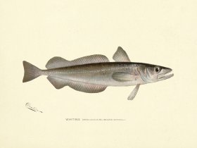 Whiting