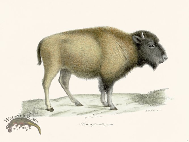 Cuvier 065 Young Female Bison