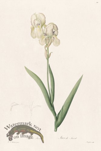 (image for) Les Liliacees Redoute 306