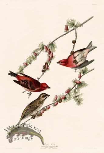 (image for) 004 Purple Finch