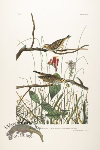 (image for) Savannah Finch