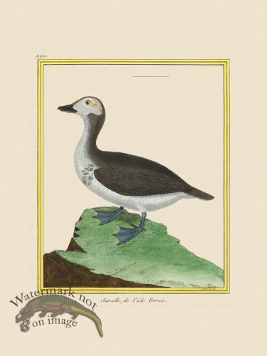 (image for) Martinet Bird 999