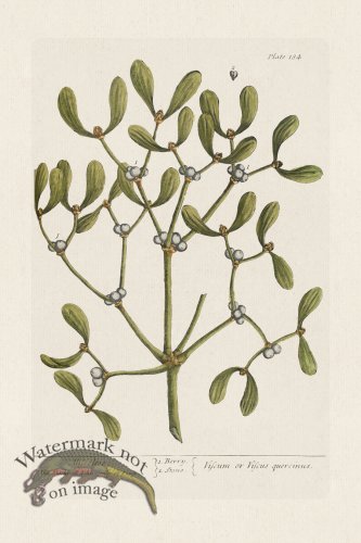 (image for) BEE 184 Mifseltoe