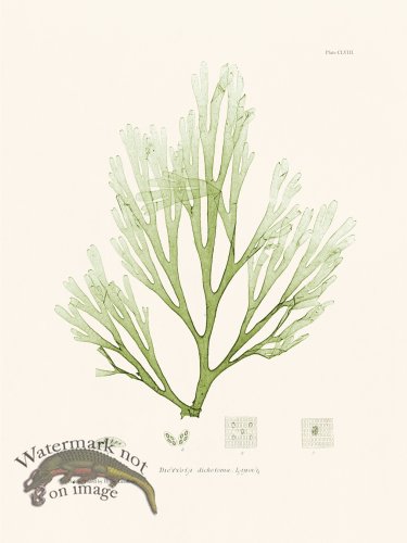 (image for) Bradbury Seaweed 158