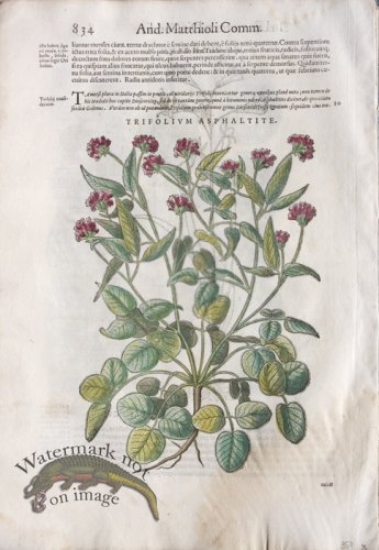 (image for) WB Botanicals 41