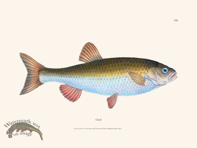 (image for) 105 Chub