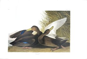 Dusky Duck