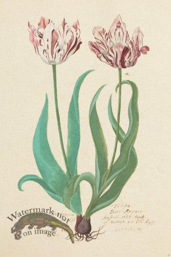 (image for) Blomboken 019