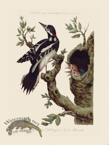 (image for) Nozeman Bird 147