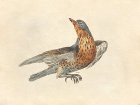 Fieldfare - Tribute Bd 54 M