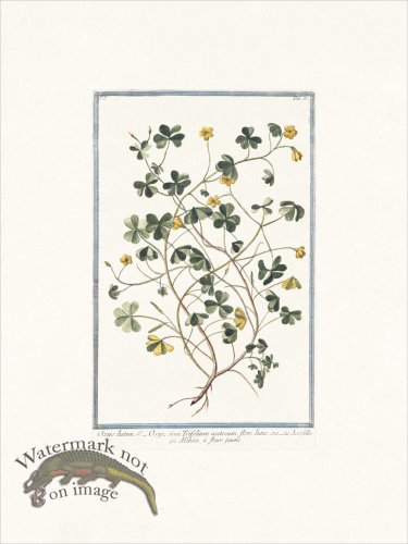 (image for) Bonelli 032 Oxys