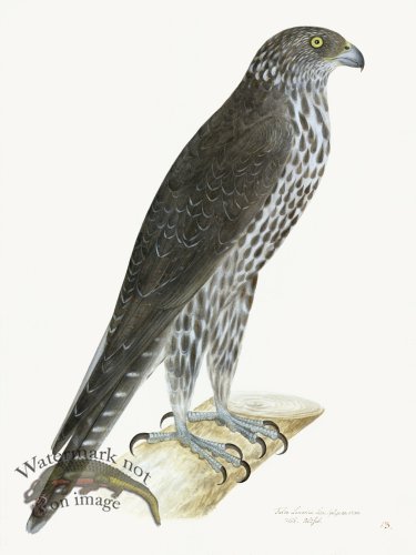 (image for) Rudbeck 013 GYR FALCON 18x24