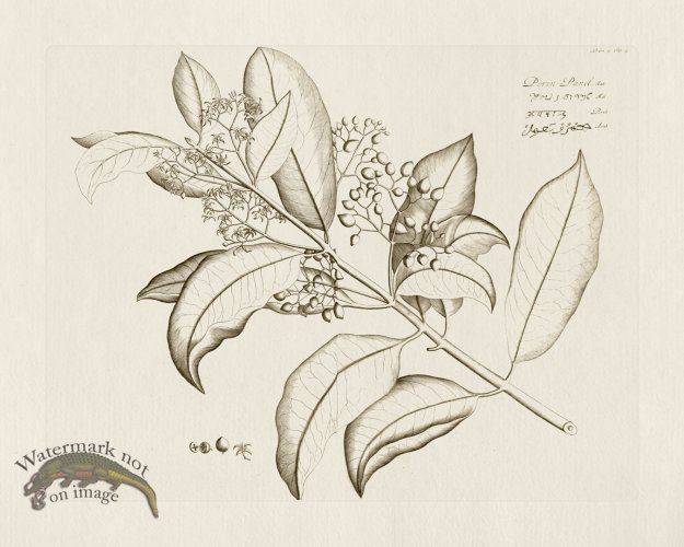 (image for) HORTUS VOl 05 15