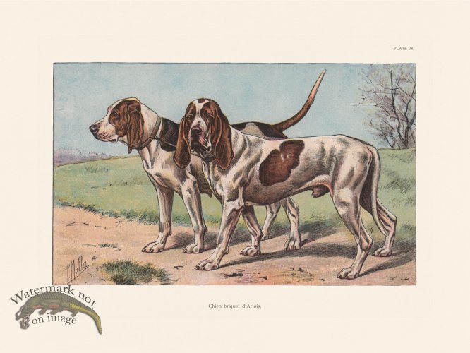 (image for) Les Chiens 038