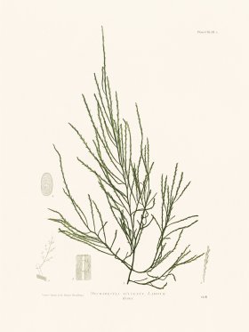 Bradbury Seaweed 143