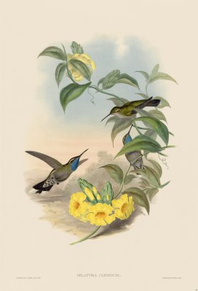 Gould Hummingbird 060