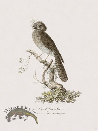 (image for) 29 New Holland Caffowary