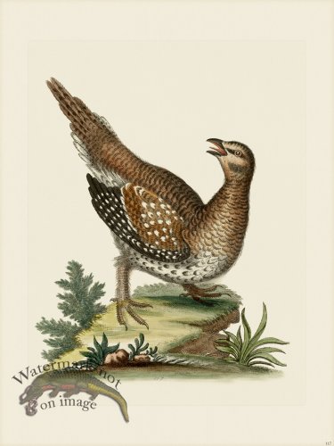 (image for) Edwards 117 Long-tailed Grous