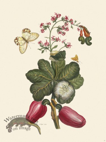 (image for) Merian Metamorphosis 16