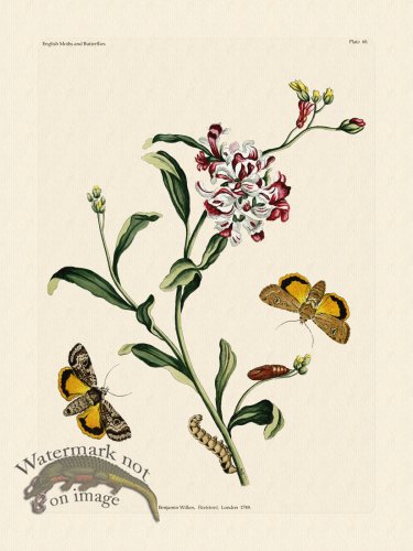 (image for) Wilkes Butterflies 060