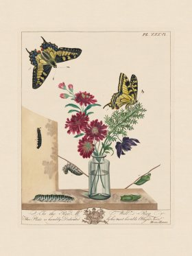 Moses Harris Insects 36