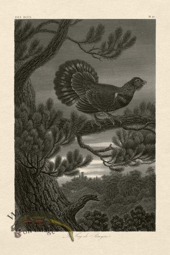 (image for) Hoefer Tree 27