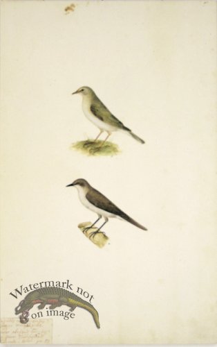 (image for) 57 Swedish Birds . Motacilla (Wagtail)