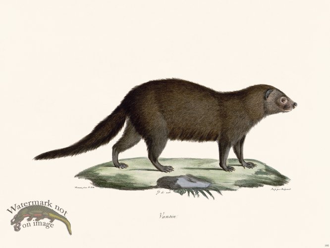 (image for) Cuvier 195