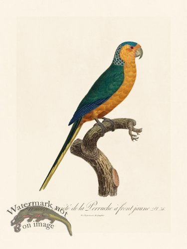 (image for) Barraband Parrot 036