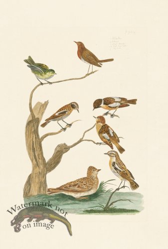 (image for) Pennant Zoology 071