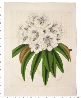 Curtis Botanical 043