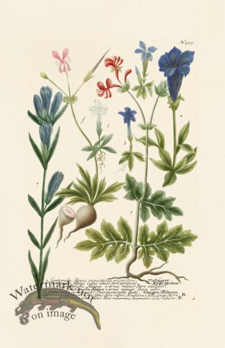 (image for) Weinmann PL 535