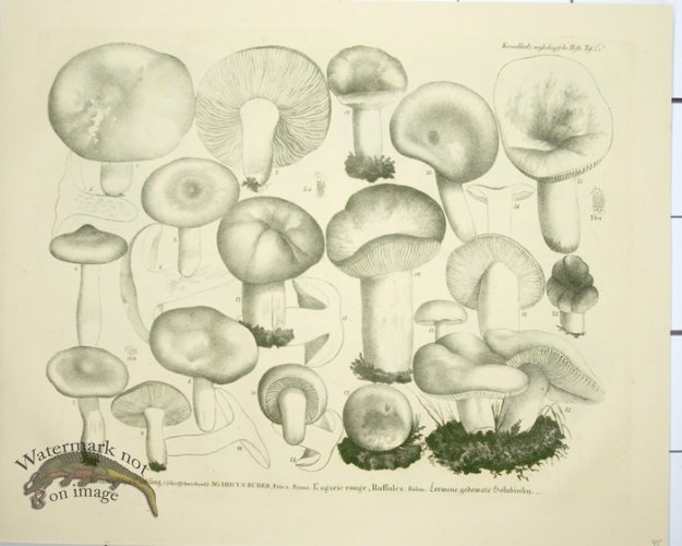 (image for) Mushroom Atlas 49