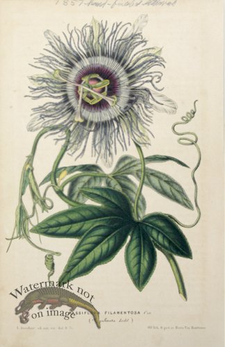 (image for) Houtteano_Bot_010