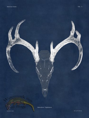 (image for) Blue Bones 03 White Tail