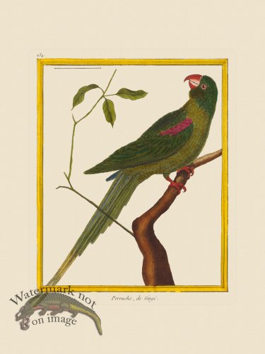 (image for) Martinet Bird 239