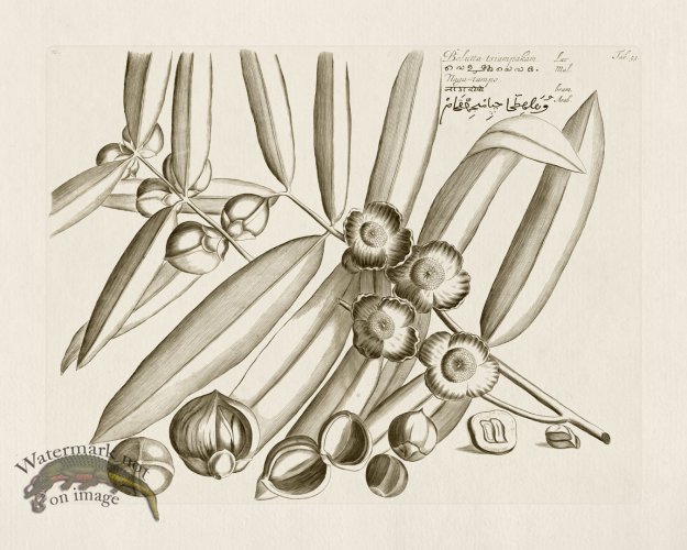 (image for) HORTUS VOl 03 53