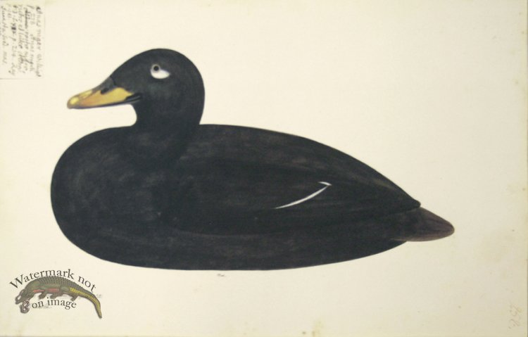 258 Swedish Birds . Anas Fusca, Velvet Scoter, Male