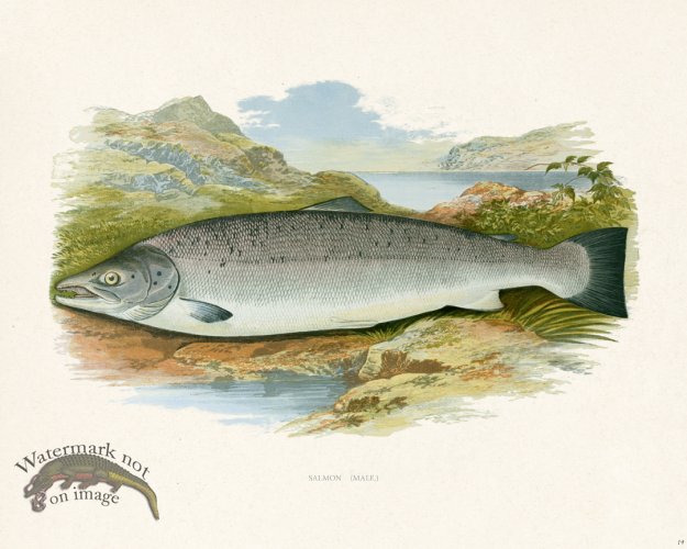 (image for) British FW 19