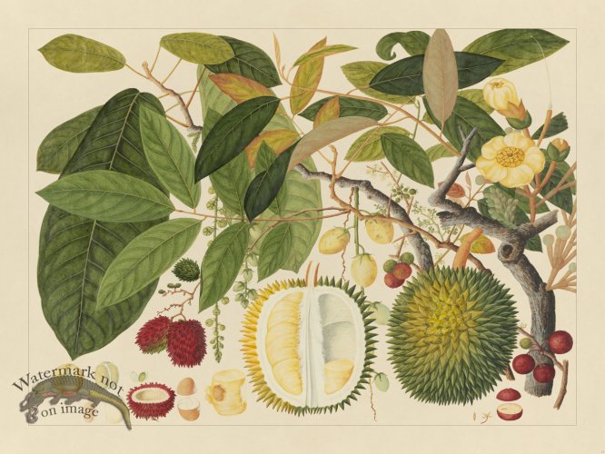 Andalas Botanicals 11