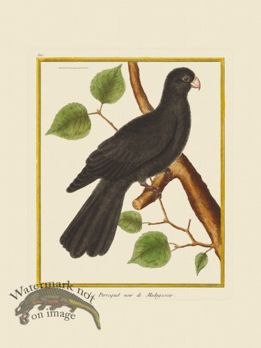 (image for) Martinet Bird 500