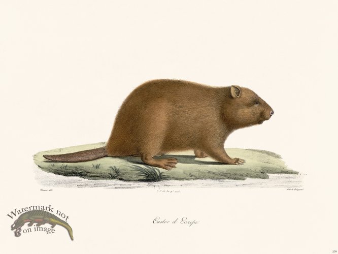 (image for) Cuvier 259 Beaver Of Europe