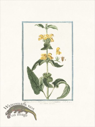 (image for) Bonelli 215 Jerusalem Sage