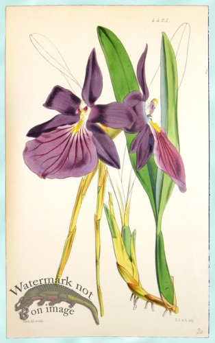 Curtis Orchids 12