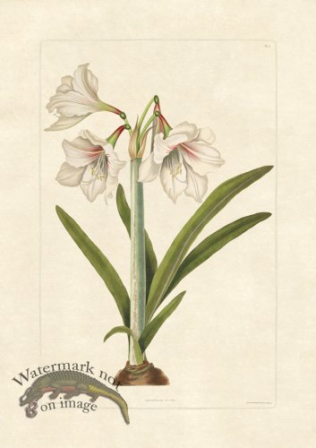 (image for) Edward bury 5