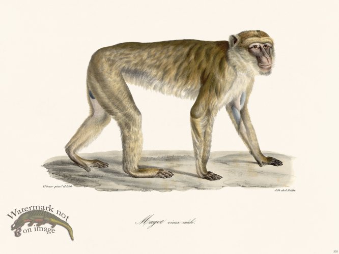 Cuvier 335 Magot Old Male