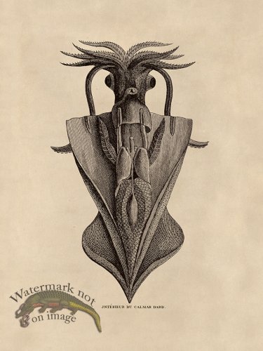 (image for) Octopus Tan 33