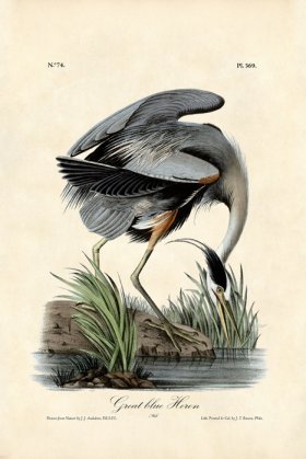 Great Blue Heron