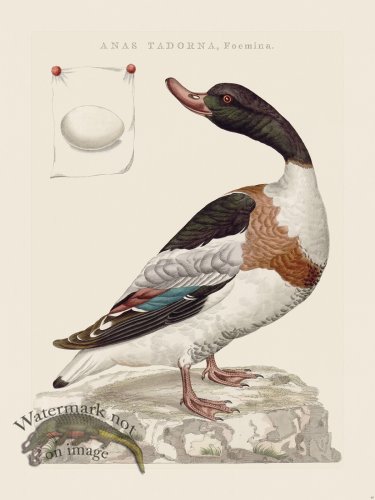 (image for) Nozeman Bird 040